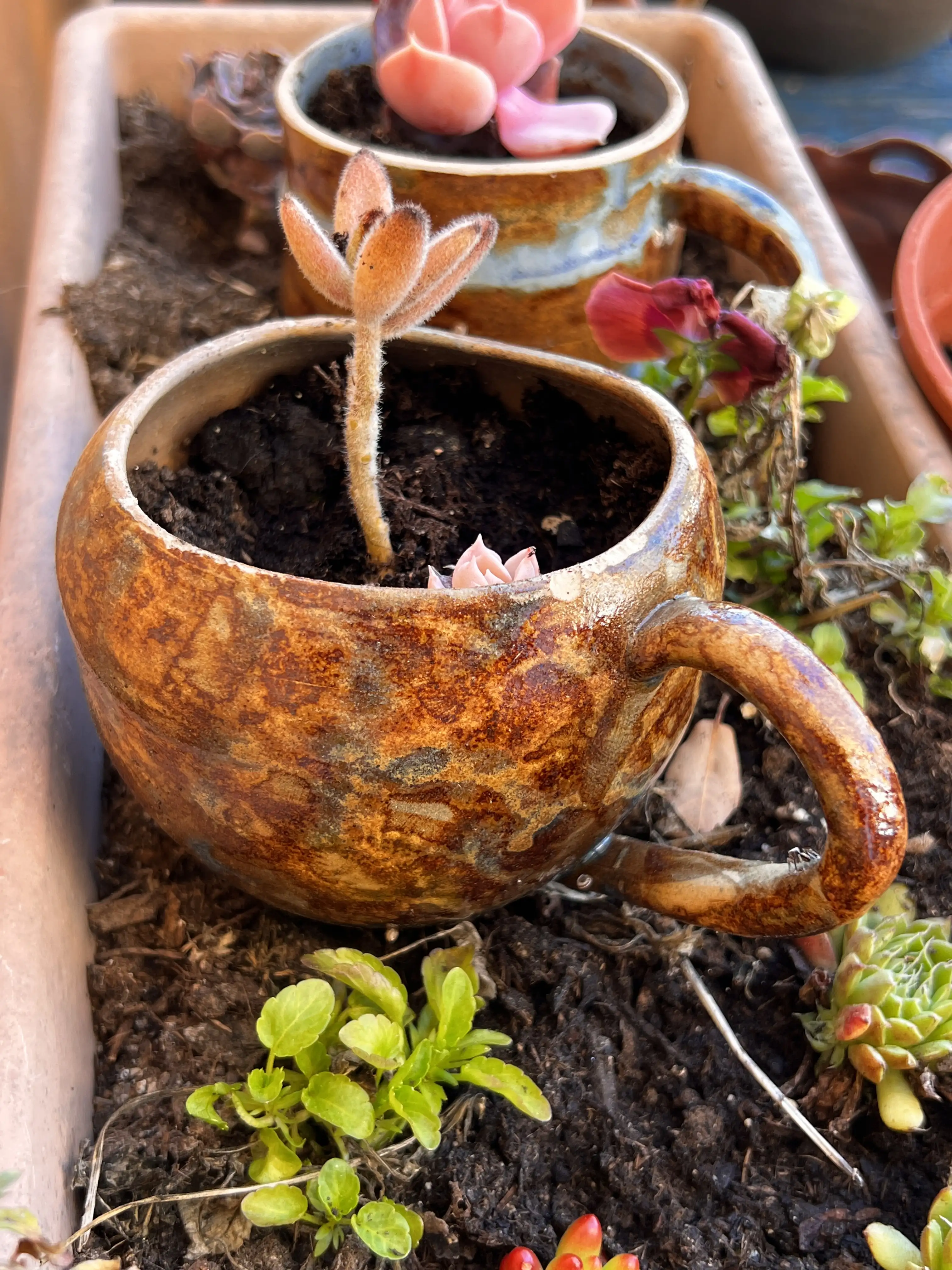 des tasses pot de fleur pour plante grasse fait main par hirunda céramic. céramique d'art de la côte d'azur Cabris Nice Cannes Grasse Vallauris